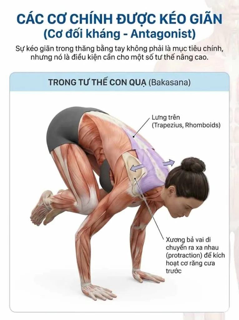Các cơ chính được kéo giãn (Cơ đối kháng - Antagonist) trong các tư thế thăng bằng tay