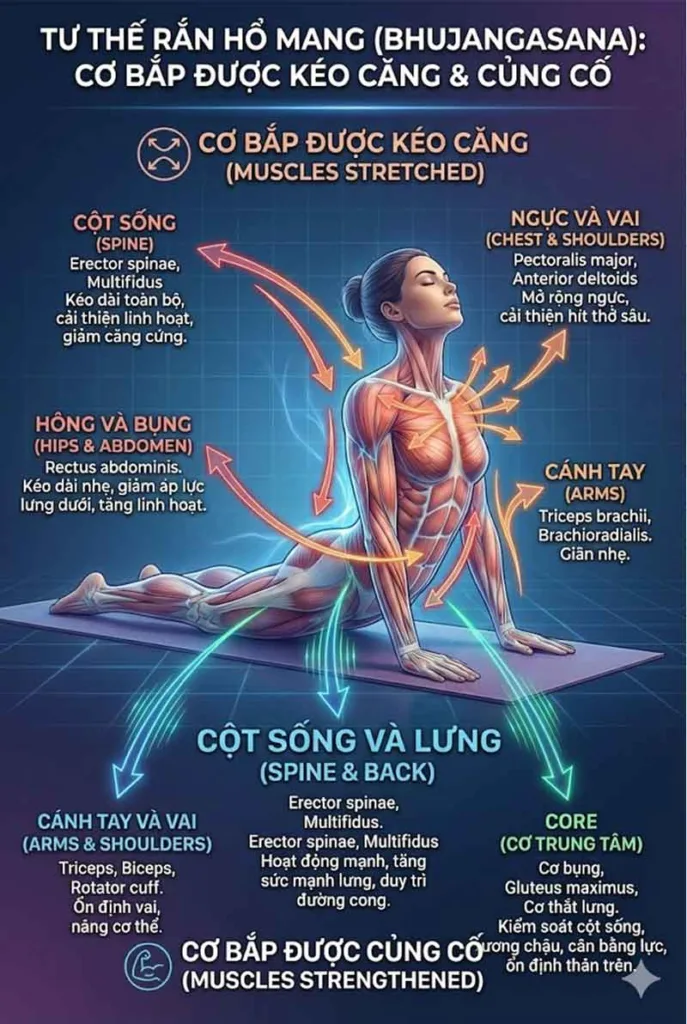 các cơ bắp tham gia trong tư thế rắn hổ mang