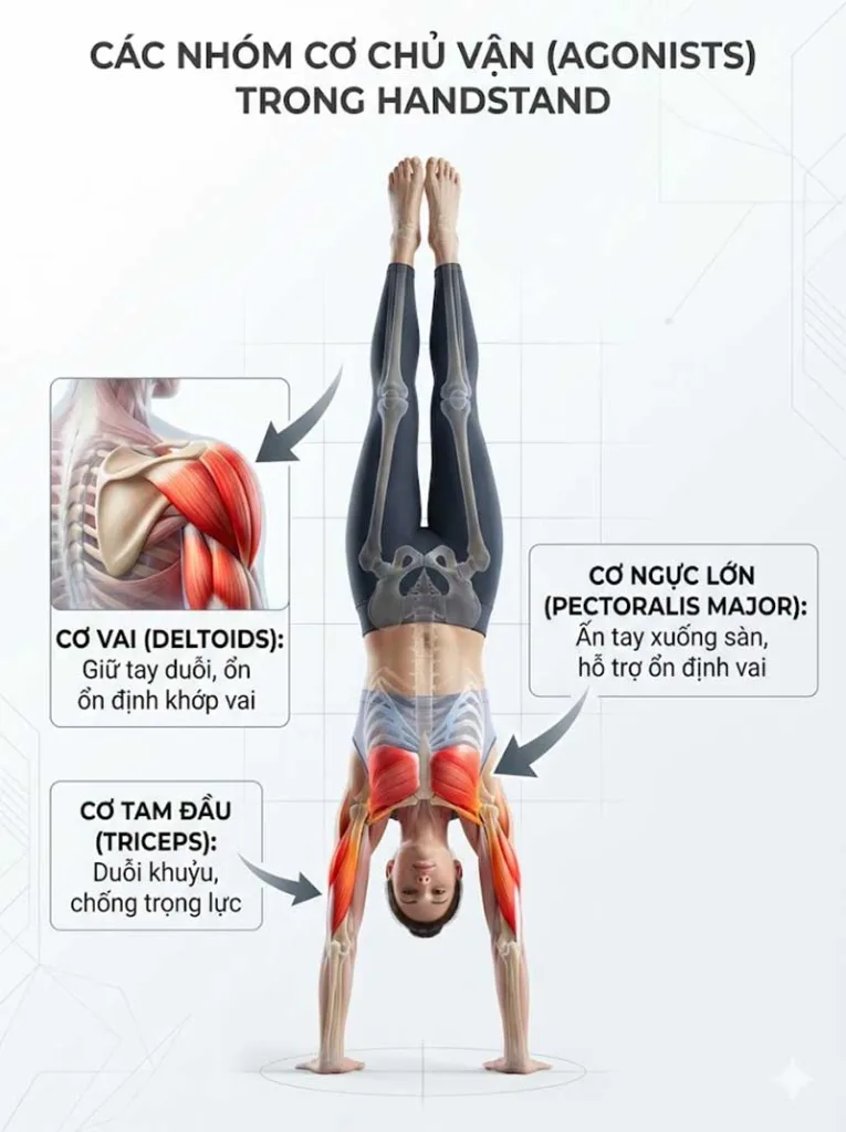 Các nhóm cơ chính tham gia (Agonists - Cơ chủ vận)