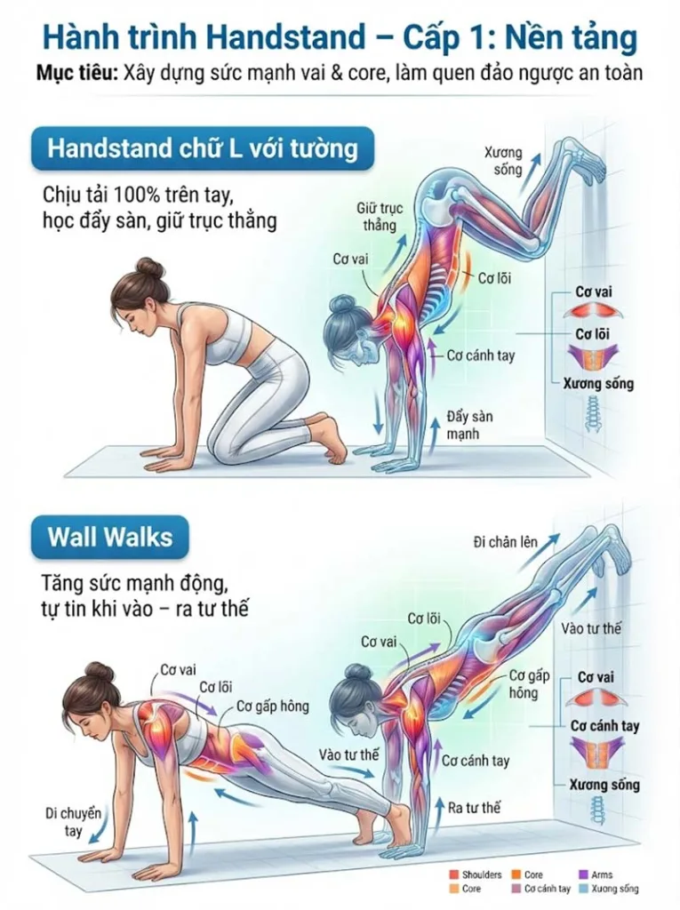 Hành trình chinh phục Handstand theo cấp độ 1