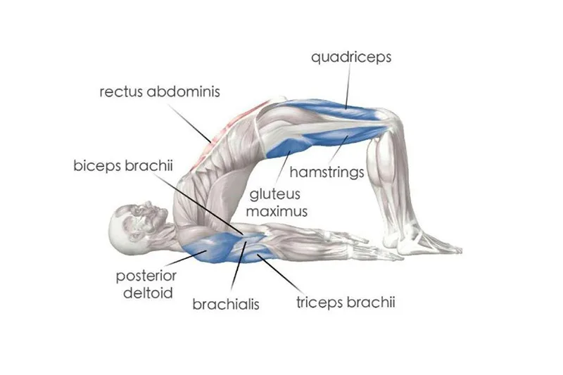 yoga cho người đau lưng mạn tính