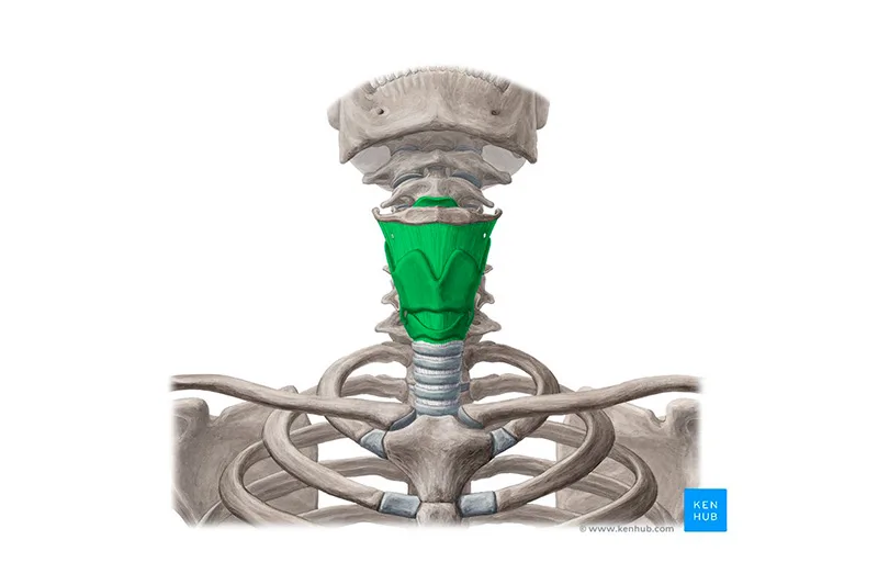 Larynx và Glottis là cơ quan chính tạo ra âm thanh trong bài tập thở Ujjayyi