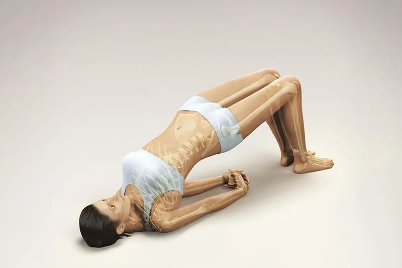 Giải phẫu học và cơ chế chuyển động tư thế Cây Cầu Setu Bandhasana