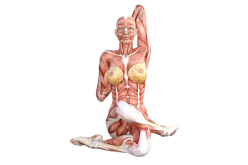 gomukhasana anatomy