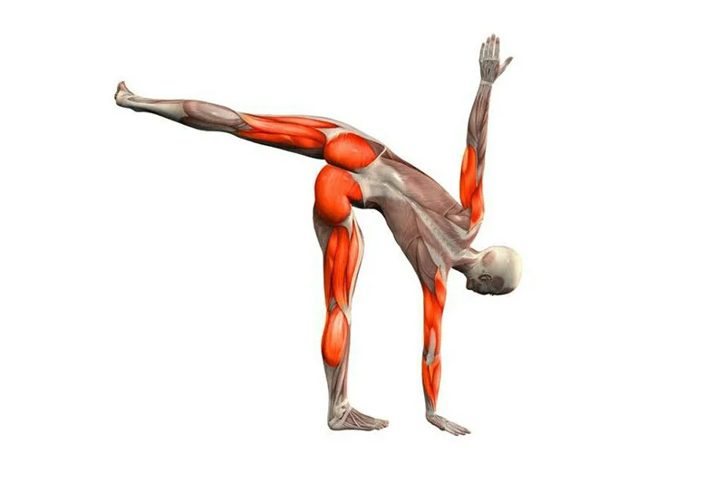 Phân tích các cơ chế chuyển động của Tư thế Nửa Vầng Trăng