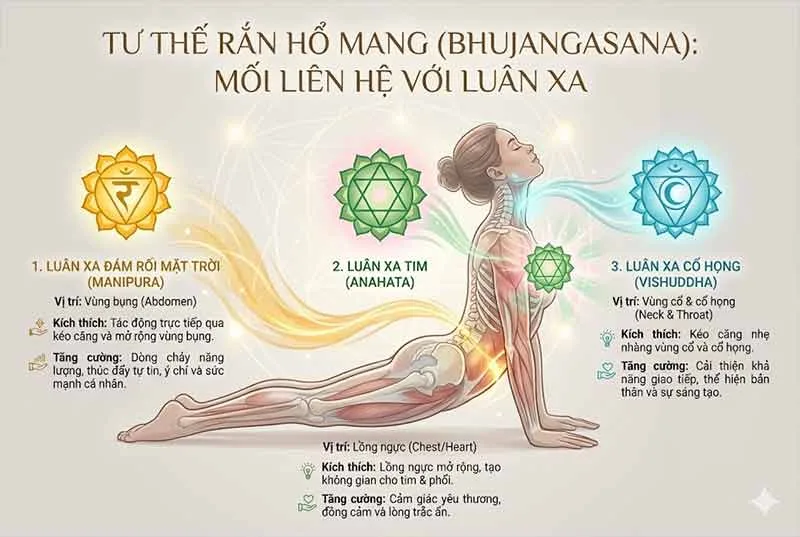 mối liên hệ giữa tư thế rắn hổ mang và luân xa