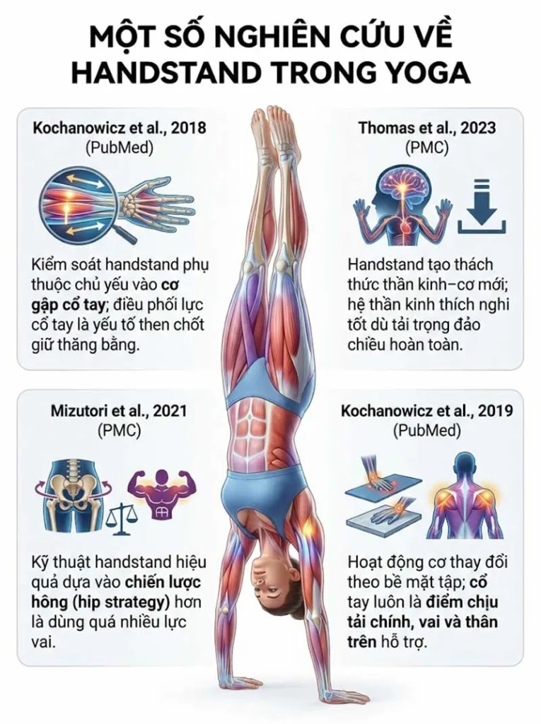 Một số nghiên cứu khoa học về lợi ích của tư thế Handstand trong Yoga
