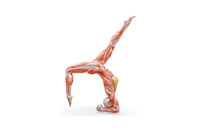 Vrischikasana 