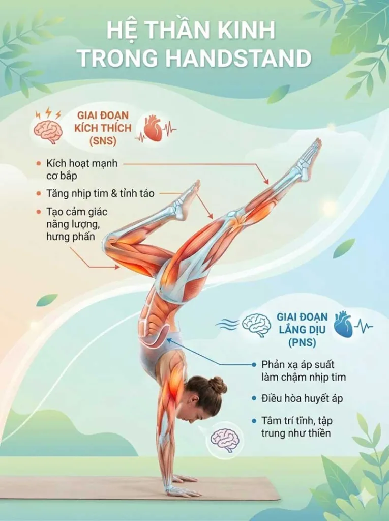 Hệ Thần Kinh: Sự cân bằng giữa kích thích và lắng dịu