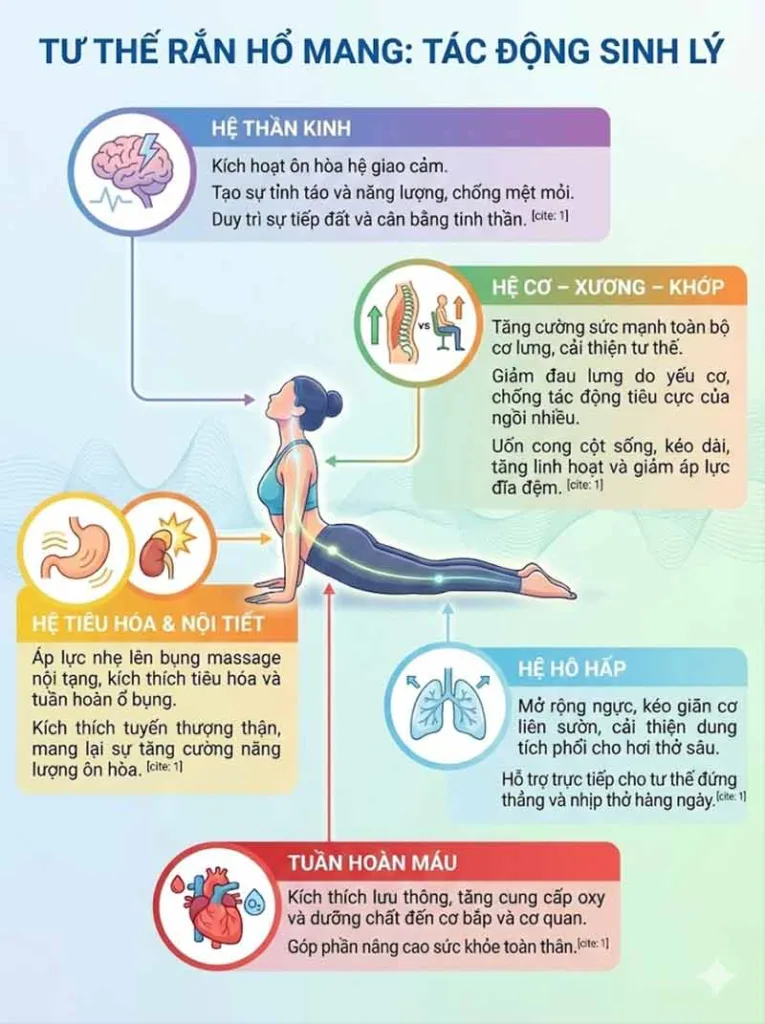 tác động sinh lý của tư thế rắn hổ mang