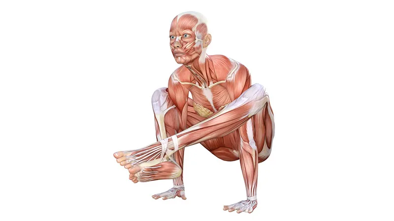 Giải phẫu học tư thế cái cân