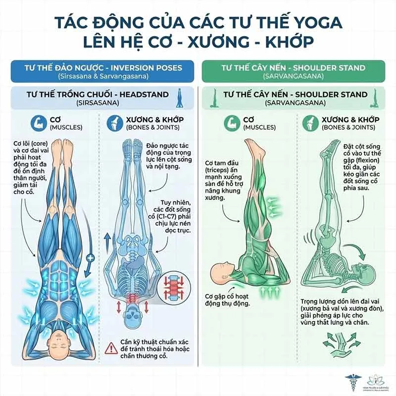 tác động của các tư thế đảo ngược lên hệ cơ xương khớp