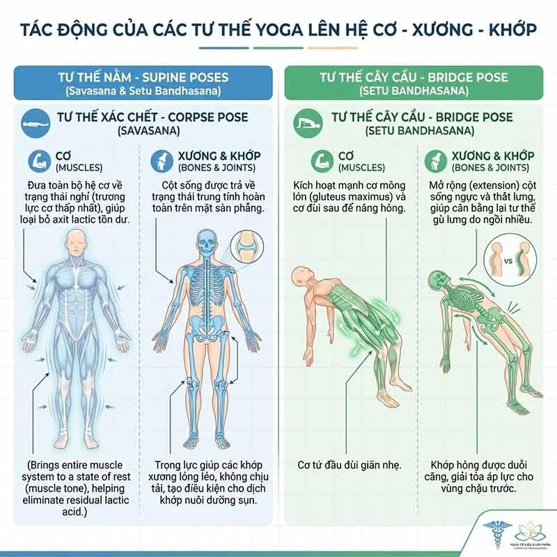 tác động của các tư thế nằm lên hệ cơ xương khớp