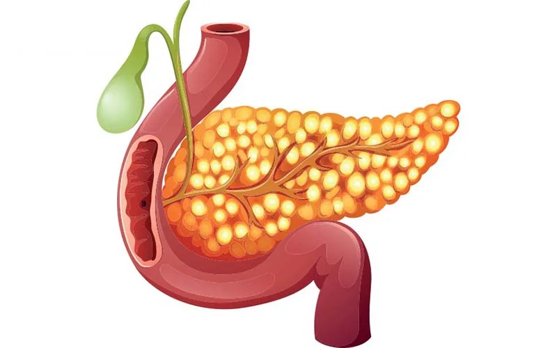 luân xa rốn Tương quan với Tuyến nội tiết và Hệ thần kinh