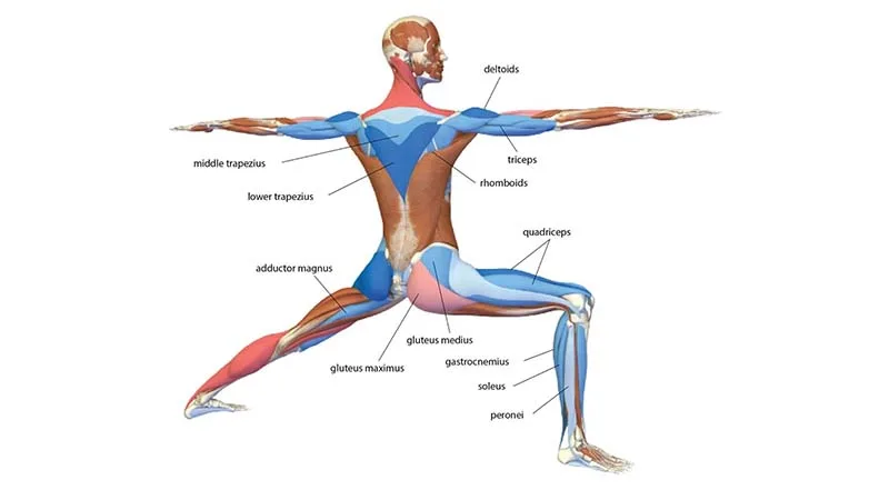 Ứng dụng giải phẫu trong thực hành Asana