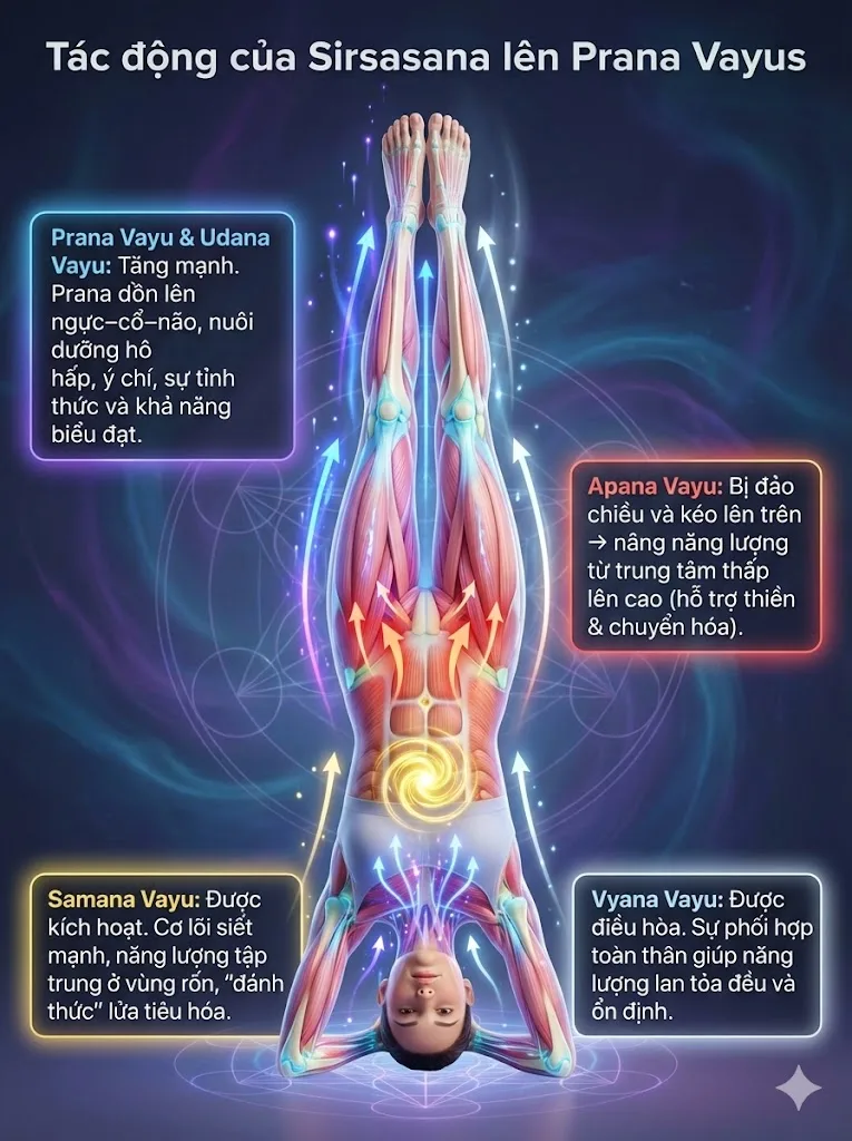 Tác động của Tư thế Trồng Chuối lên Prana Vayus (Năm dòng chảy của Prana)