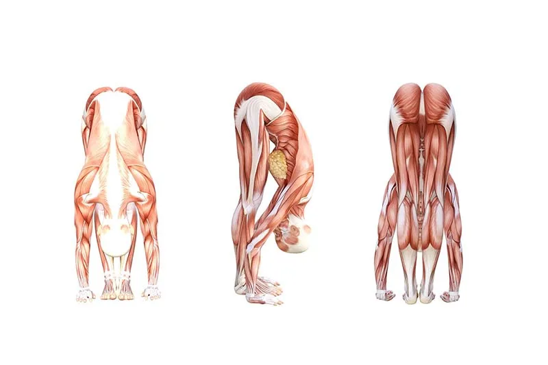 Giải phẫu học và cơ chế chuyển động tư thế Uttanasana