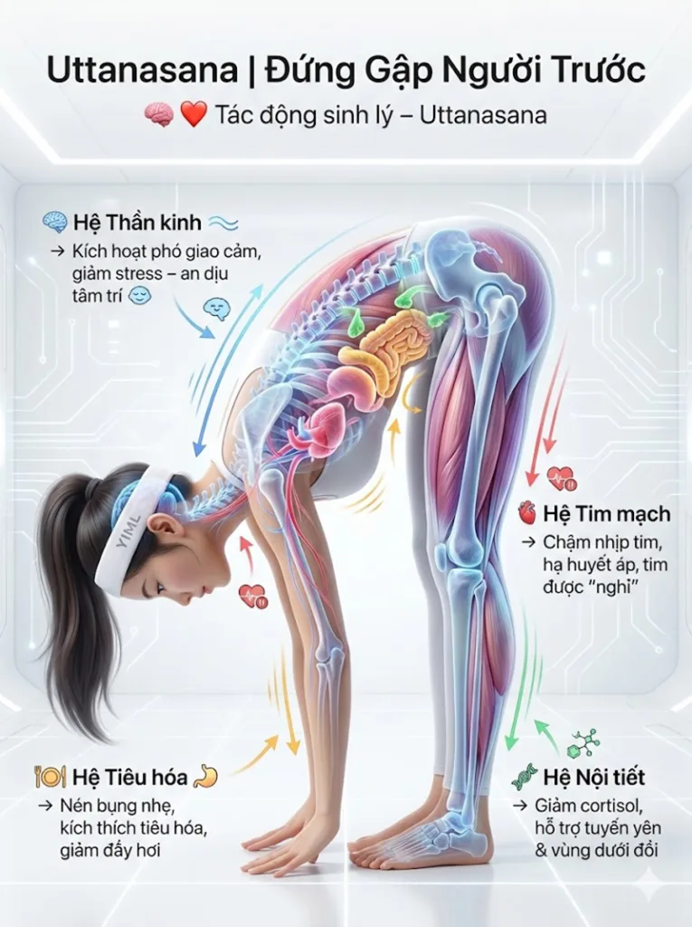 Tác động sinh lý của tư thế đứng gập người phía trước Uttanasana