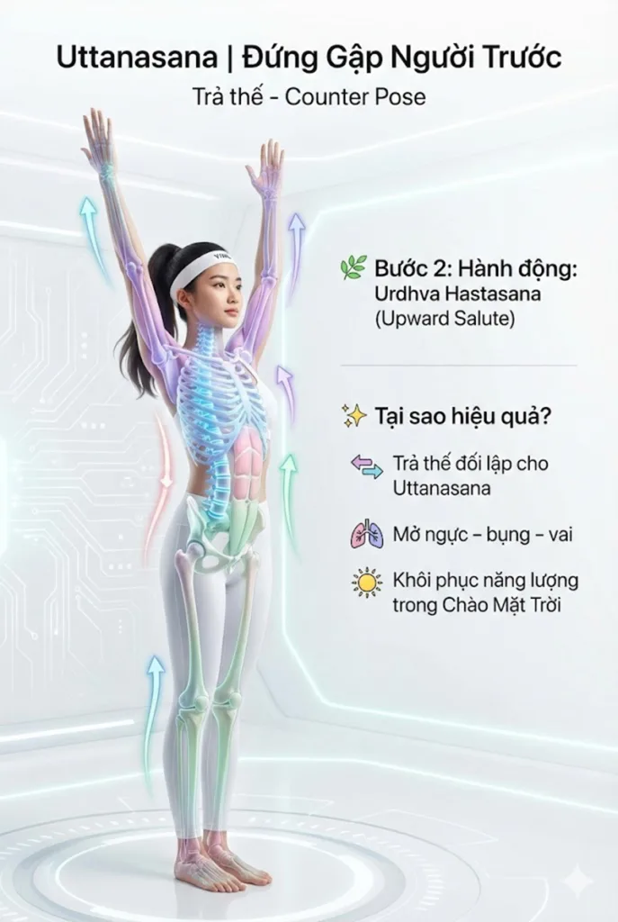 Chuỗi trả thế hoàn hảo cho tư thế đứng gập người về phía trước (Uttanasana) và phân tích