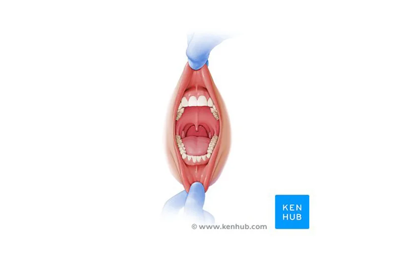 Giải phẫu học Hô hấp (Anatomy of Respiration)