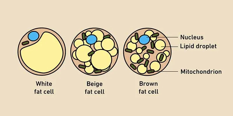 Mỡ be (Beige fat)