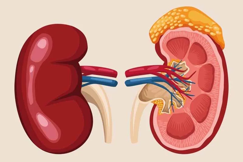 Chức năng của thận theo đông y