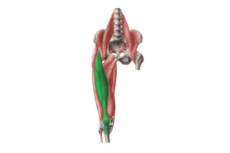 giải phẫu học cơ háng Cơ háng (Hip Flexors)