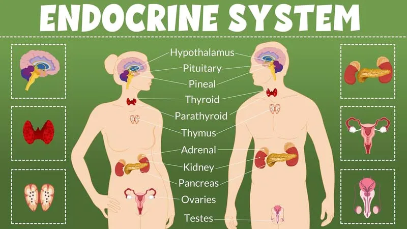 Hệ Nội tiết – Dàn nhạc hóa học của cơ thể