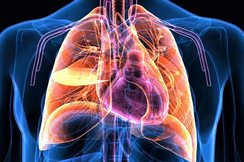 Hô hấp, tuần hoàn & tác động của pranayama