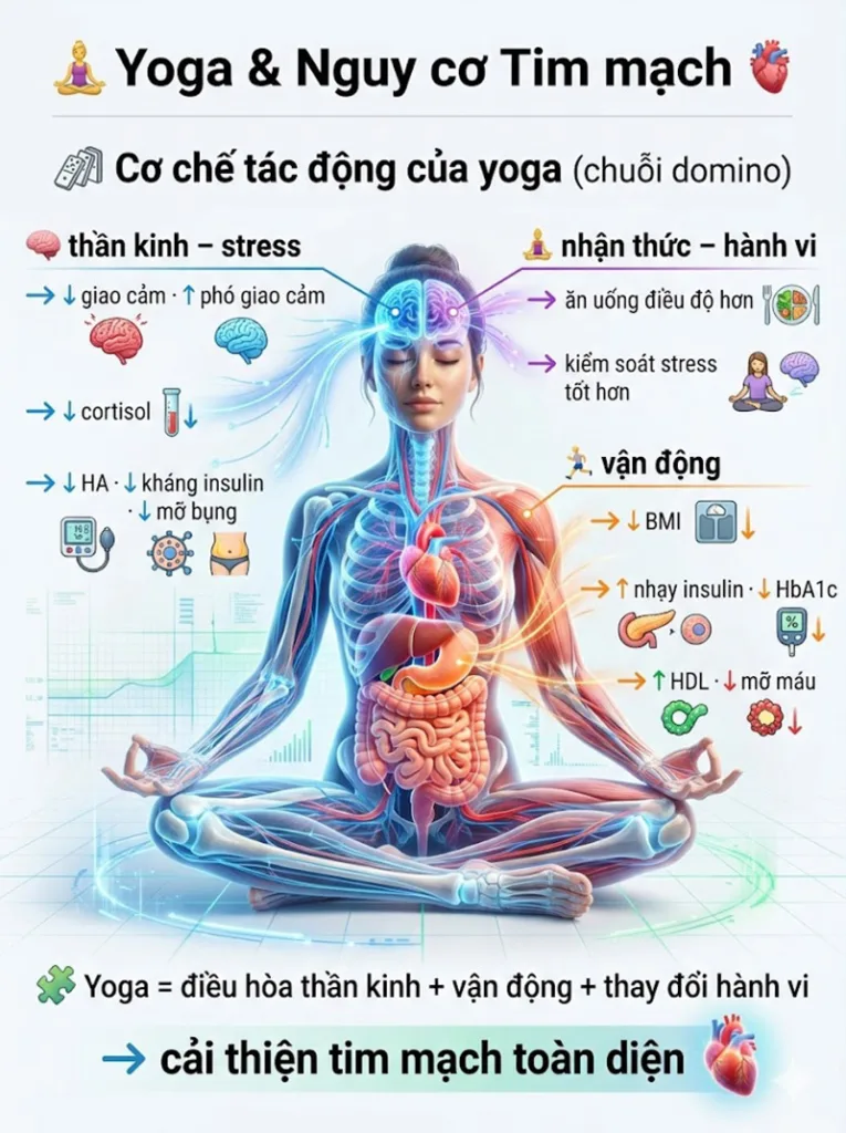 cơ chế tác động của yoga thông qua nghiên cứu yoga và sức khỏe tim mạch