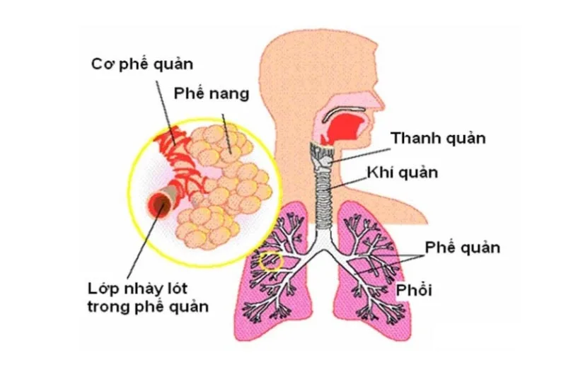 phế quản