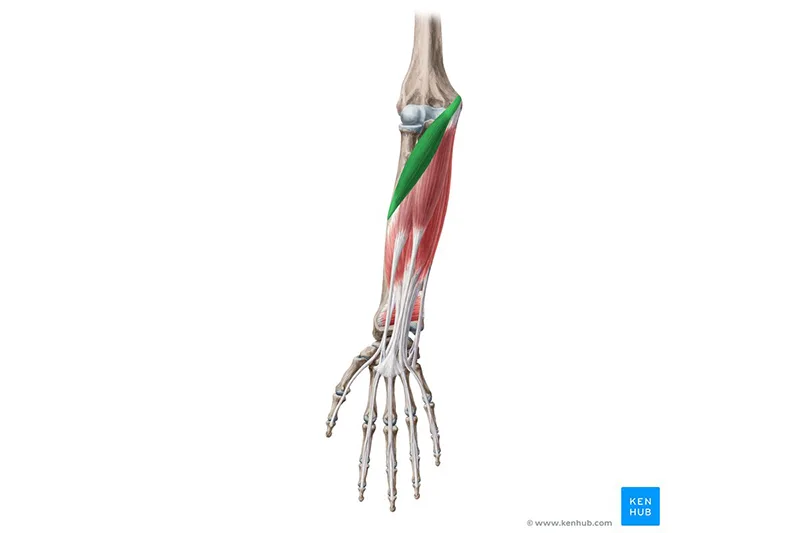 Cơ cẳng tay (Forearms): Gia cố cổ tay & nền tảng cho các tư thế arm balance