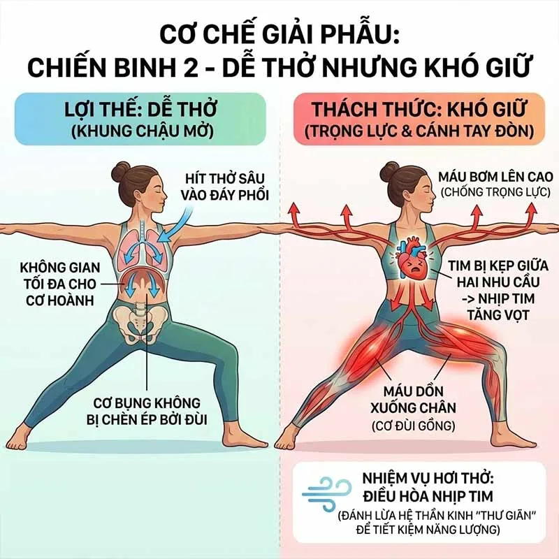 cơ chế giải phẫu và hơi thở trong tư thế chiến binh 2