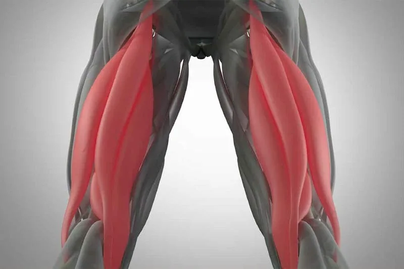 Cơ Gân Kheo (Hamstrings): Giải phóng đôi chân & “cởi trói” cho thắt lưng