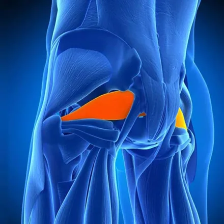 Cơ Hình Lê (Piriformis): Kỹ thuật kéo giãn vùng mông sâu hiệu quả