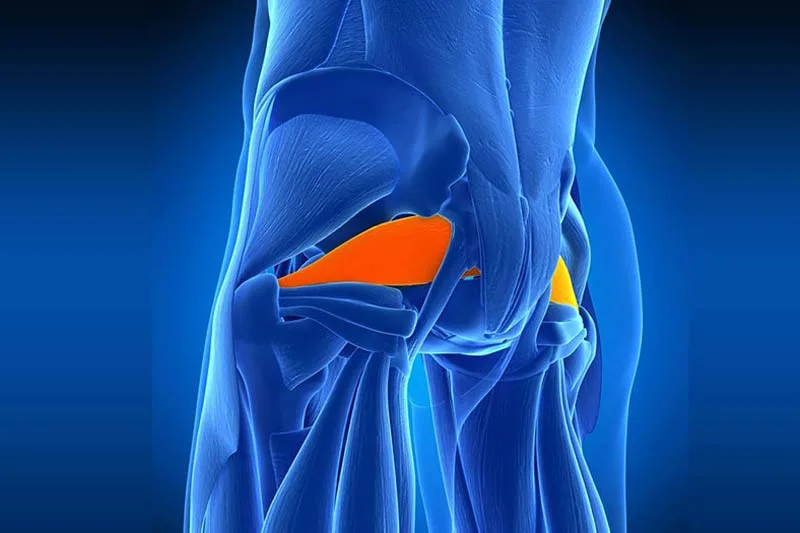 Cơ Hình Lê (Piriformis): Kỹ thuật kéo giãn vùng mông sâu hiệu quả