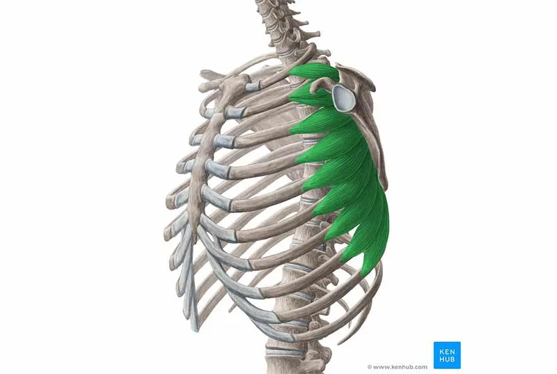 Cơ răng trước (Serratus Anterior): “Đôi cánh” ẩn giấu & bí mật của tư thế chống tay