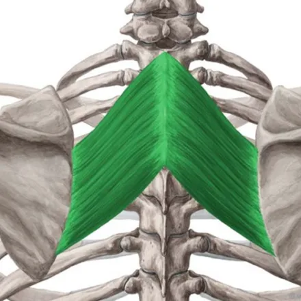 Cơ trám (Rhomboids): Kéo bả vai về trục & khắc tinh của chứng gù lưng