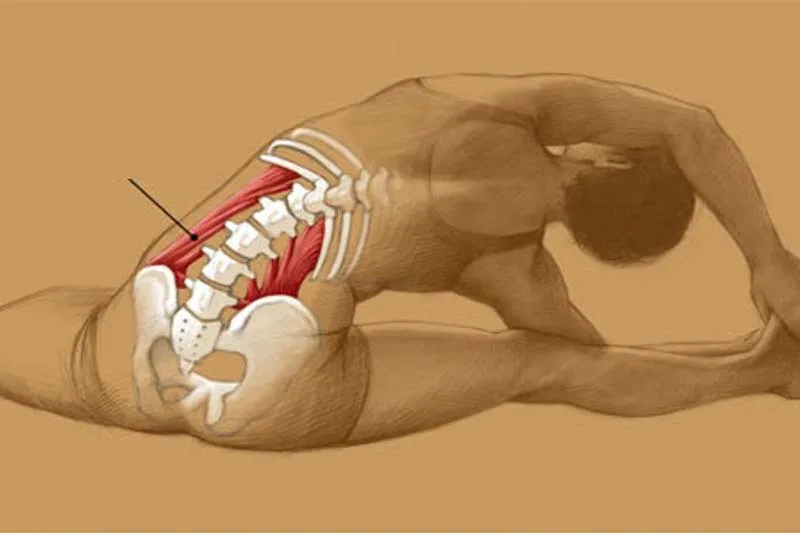 Cơ Vuông Thắt Lưng (QL Muscle): Giải phóng cơn căng cứng vùng eo sau