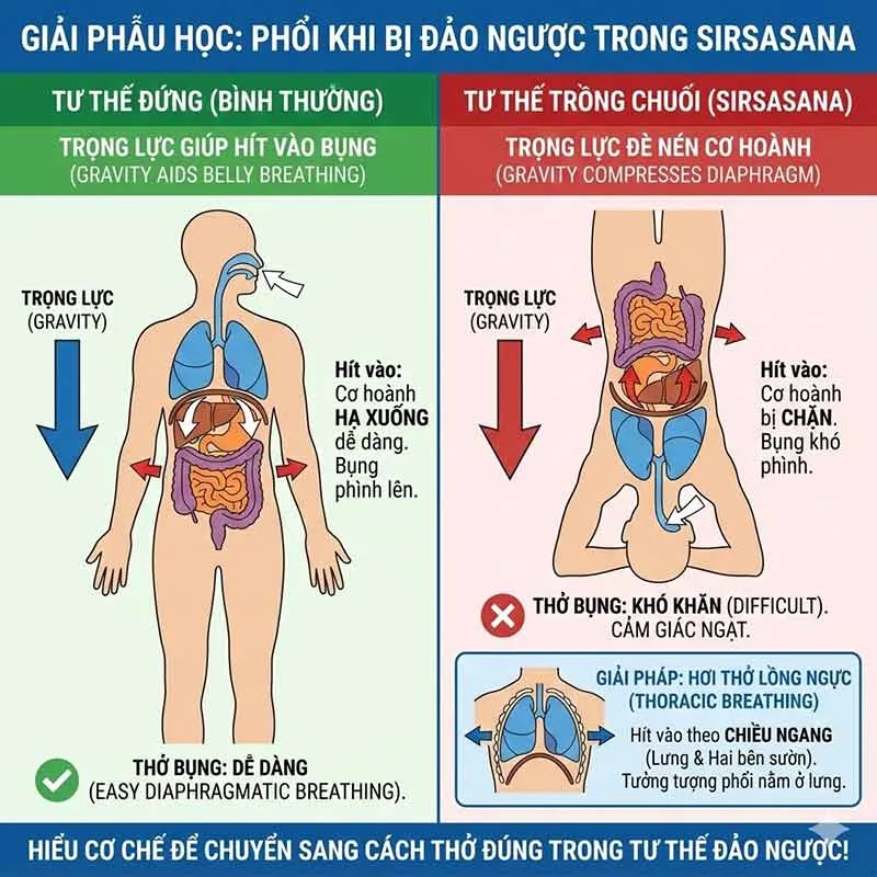 giải phẫu học hơi thở trong tư thế đảo ngược