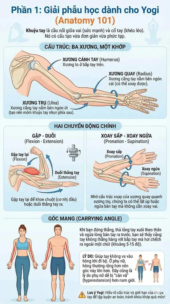 giải phẫu học khớp khuỷu tay dành cho yogi