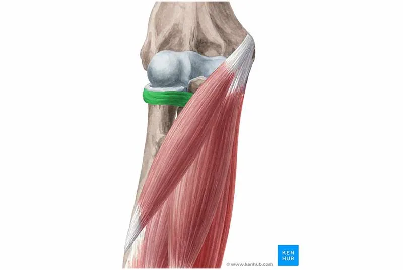 Khớp khuỷu (Elbow Joint): Tránh khóa khớp quá mức (Hyperextension) & Sức mạnh của cánh tay