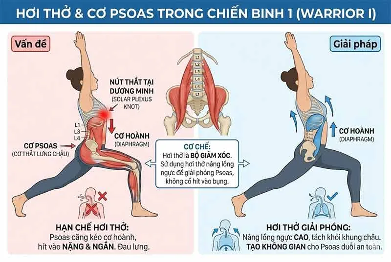 mối liên hệ giữa tư thế chiến binh1, cơ psoas và hơi thở