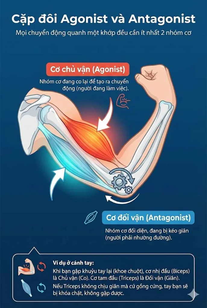Cặp đôi Agonist và Antagonist