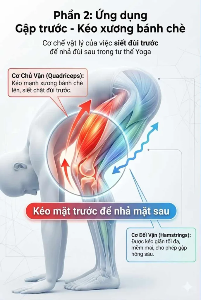 Ứng dụng trong các tư thế Gập trước (Forward Folds)