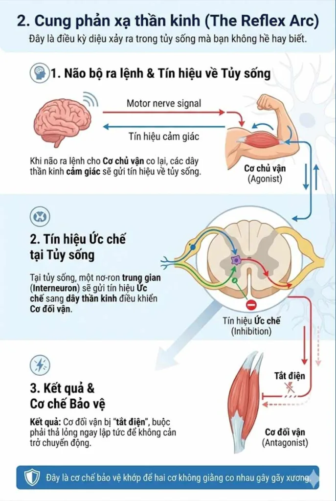 Cung phản xạ thần kinh (The Reflex Arc)