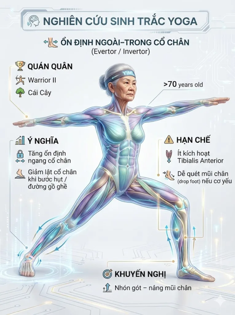 Chiến binh II (Warrior II) và Cái Cây (Tree) tạo ra lực ổn định phương ngang lớn nhất